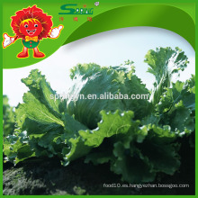 Confiable proveedor de lechuga de hielo con buen precio